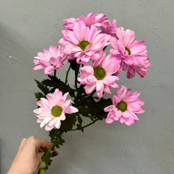 Розовая ромашковая хризантема