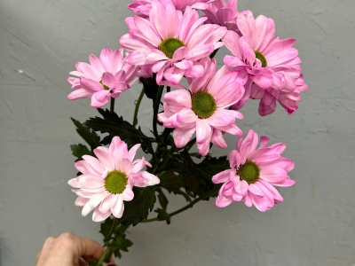 Розовая ромашковая хризантема
