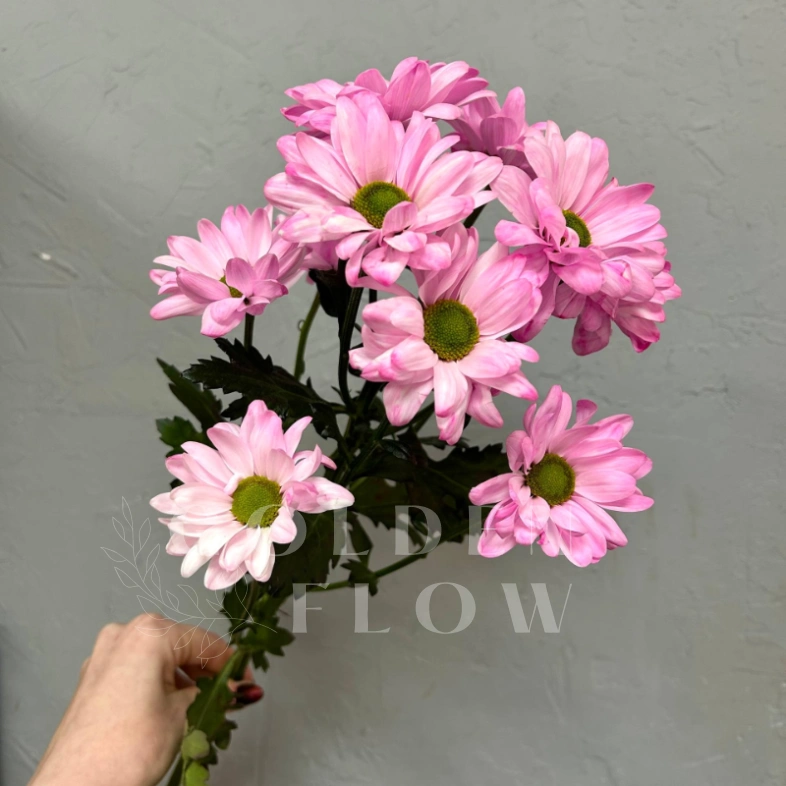 Розовая ромашковая хризантема