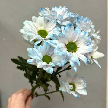 Голубая ромашковая хризантема