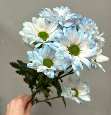 Голубая ромашковая хризантема