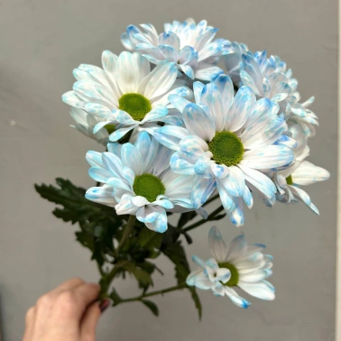 Голубая ромашковая хризантема