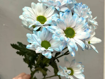 Голубая ромашковая хризантема