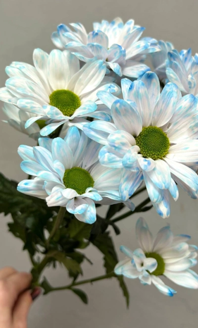 Голубая ромашковая хризантема