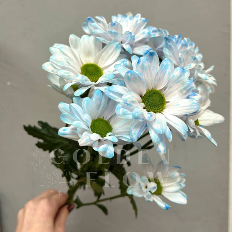 Голубая ромашковая хризантема