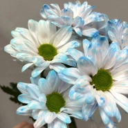 Голубая ромашковая хризантема 1