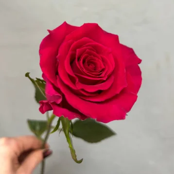 Малиновая роза