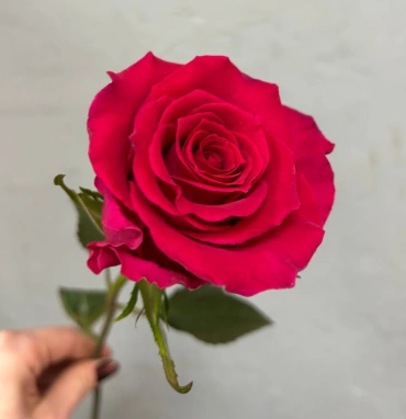 Малиновая роза