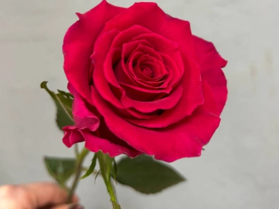 Малиновая роза