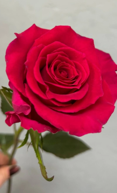 Малиновая роза