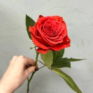 Роза кораллово-красная 0