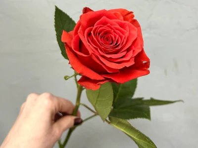 Роза кораллово-красная