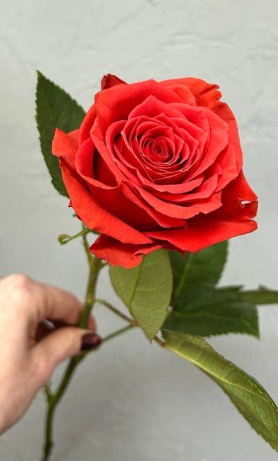 Роза кораллово-красная