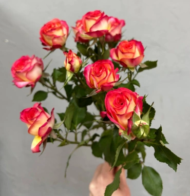 Роза кустовая summer dance