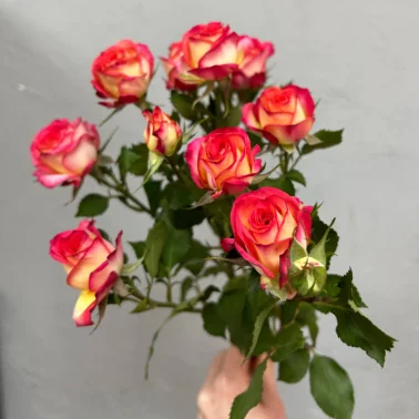 Роза кустовая summer dance