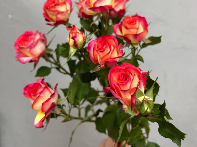 Роза кустовая summer dance