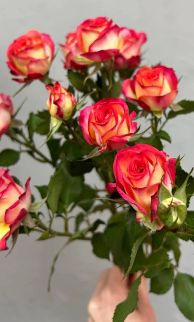 Роза кустовая summer dance