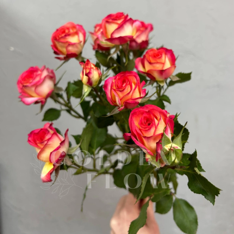 Роза кустовая summer dance