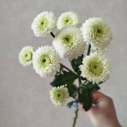 Хризантема кустовая Ньютон 0