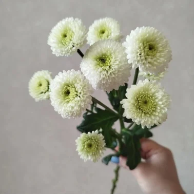 Хризантема кустовая Ньютон