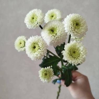 Хризантема кустовая Ньютон