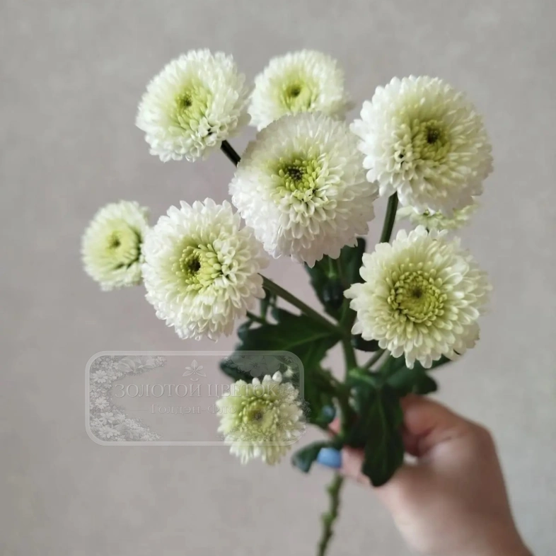 Хризантема кустовая Ньютон