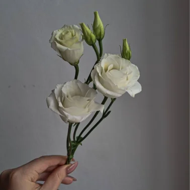 Эустома белая