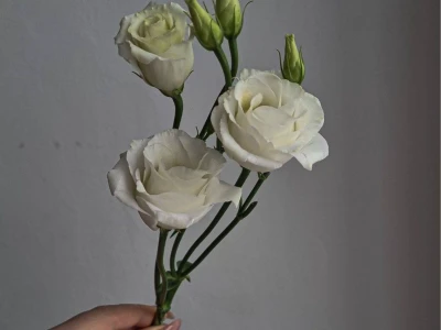 Эустома белая
