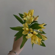 Альстромерия жёлтая 0