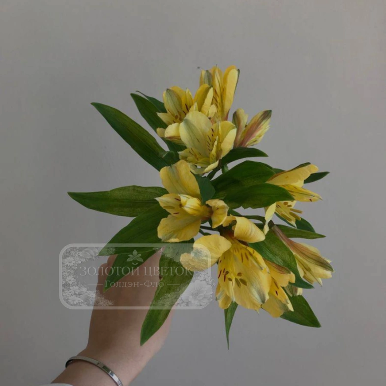 Альстромерия жёлтая