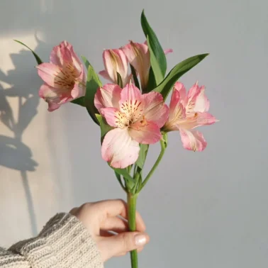 Альстромерия розовая