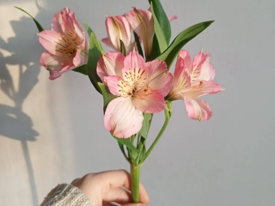 Альстромерия розовая