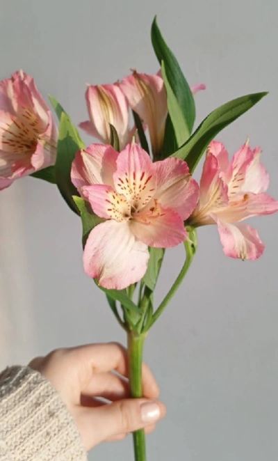 Альстромерия розовая