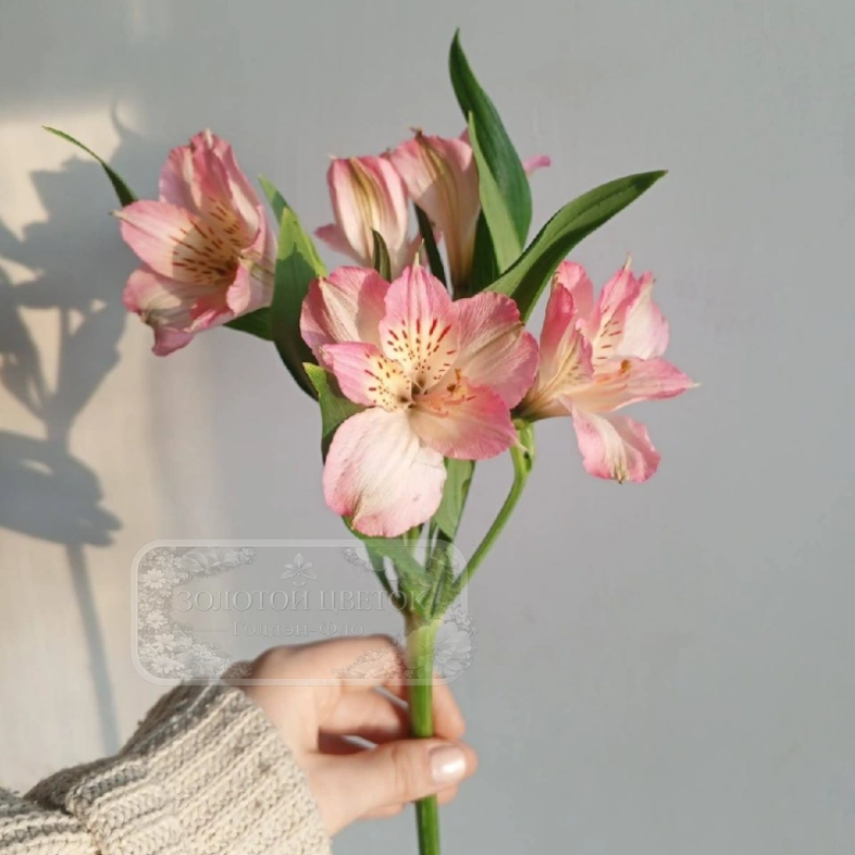 Альстромерия розовая