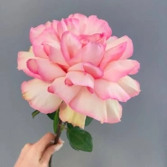 Роза французская розовая 0