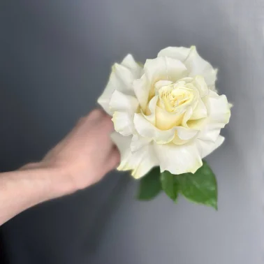 Роза французская белая